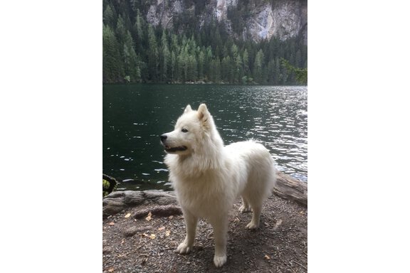 Hunde erlaubt - Haus Alpenflora - Längenfeld