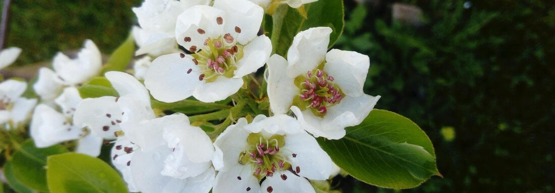 Frühlingsblüte im Garten - Ferienwohnung "Zum Glück" - Sautens