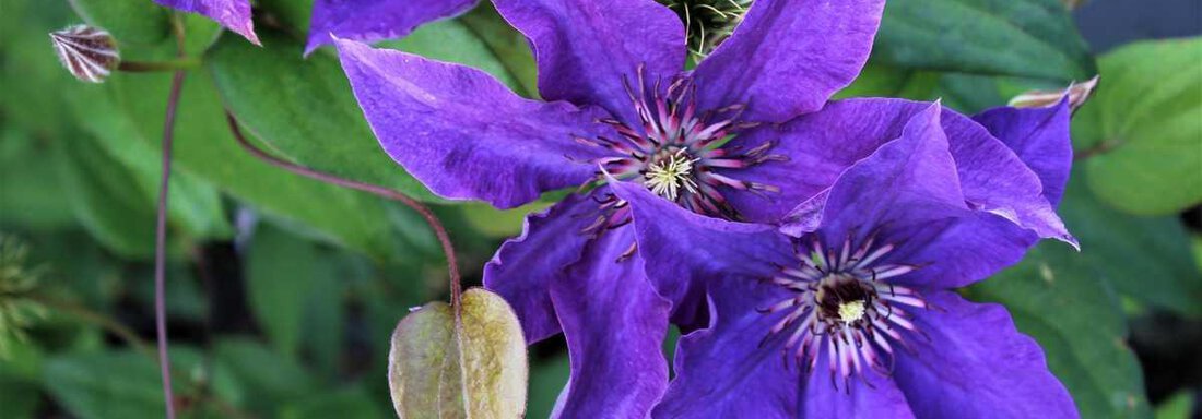 Clematis-Waldrebe-The-President_1 - Appartements Lorenzi - Sölden