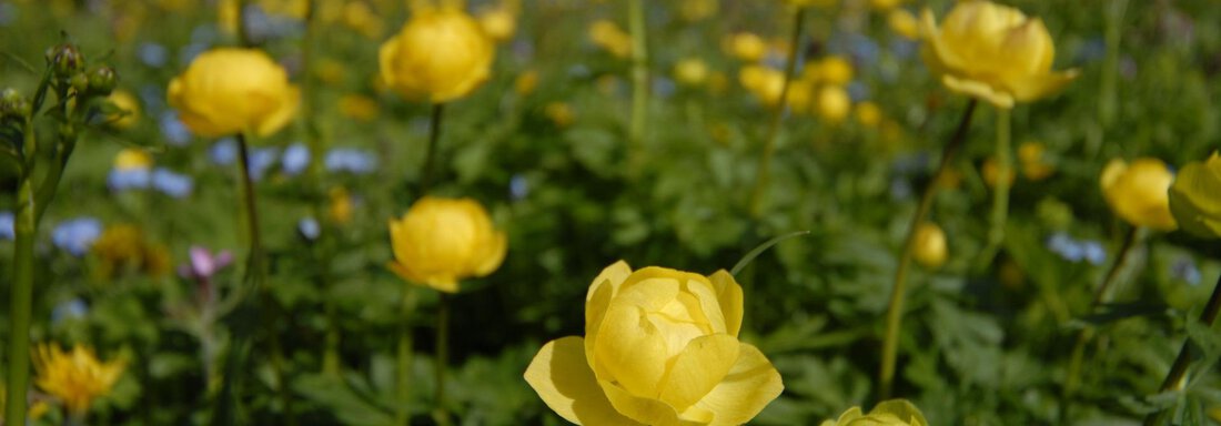 Butterblume - Gästehaus Lorenzi - Sölden